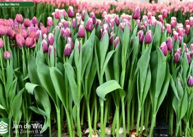 Tulipa San Martin ® (1)